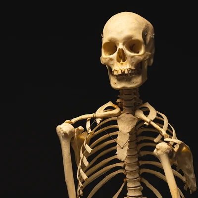 Envejecimiento y pérdida ósea: nuevos conocimientos para el médico